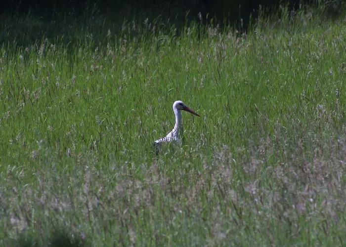 Casa Flipe - A Bragança